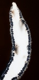 Xylaria cornu-damae image