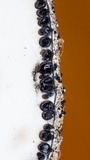 Xylaria cornu-damae image