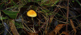 Amanita xanthocephala image