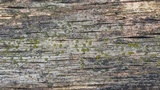 Berkleasmium conglobatum image