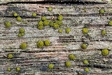 Berkleasmium conglobatum image