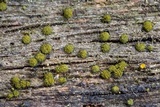 Berkleasmium conglobatum image
