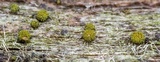 Berkleasmium conglobatum image