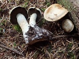 Cortinarius subtortus image