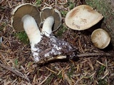 Cortinarius subtortus image