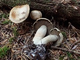 Cortinarius subtortus image