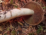 Cortinarius subtortus image