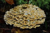 Ryvardenia campyla image