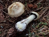 Cortinarius subtortus image