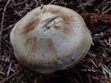 Cortinarius subtortus image