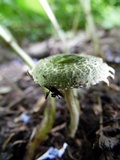 Hymenagaricus olivaceus image