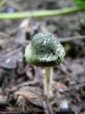 Hymenagaricus olivaceus image