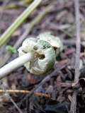 Hymenagaricus olivaceus image