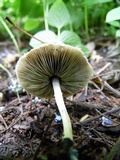 Hymenagaricus olivaceus image