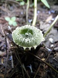 Hymenagaricus olivaceus image