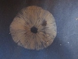 Hymenagaricus olivaceus image