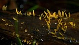 Calocera cornea image