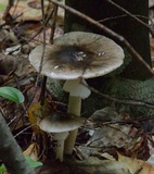 Amanita brunnescens image