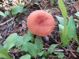 Laccaria bicolor image