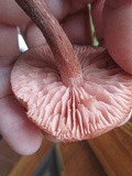 Laccaria bicolor image