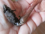 Laccaria bicolor image