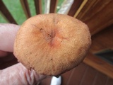 Laccaria bicolor image