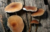 Marasmius cohaerens image