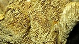 Bondarzewia berkeleyi image