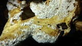 Bondarzewia berkeleyi image