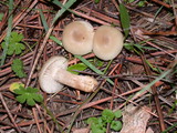 Clitocybe fragrans image