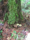 Tapinella atrotomentosa image