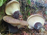 Tapinella atrotomentosa image