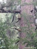 Fomitopsis officinalis image