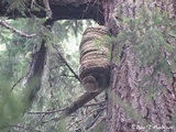 Fomitopsis officinalis image