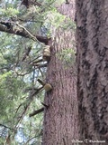 Fomitopsis officinalis image