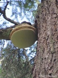 Fomitopsis officinalis image