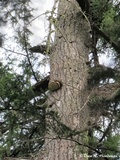Fomitopsis officinalis image
