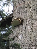 Fomitopsis officinalis image