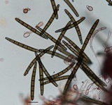 Geoglossum simile image