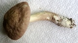Leccinellum albellum image