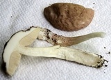 Leccinellum albellum image