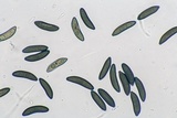 Xylaria cornu-damae image