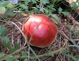 Boletus rubriceps image