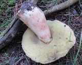 Boletus rubriceps image