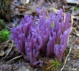 Clavaria zollingeri image
