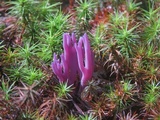 Clavaria zollingeri image