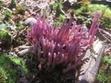 Clavaria zollingeri image