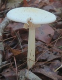 Amanita aestivalis image