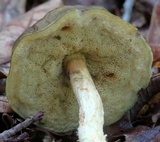 Leccinum longicurvipes image