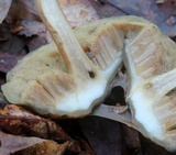 Leccinum longicurvipes image